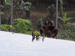 アマンダリ のプールで泳ぐ小鳥達