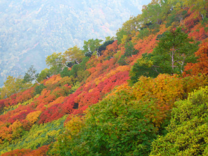 北海道　黒岳の紅葉